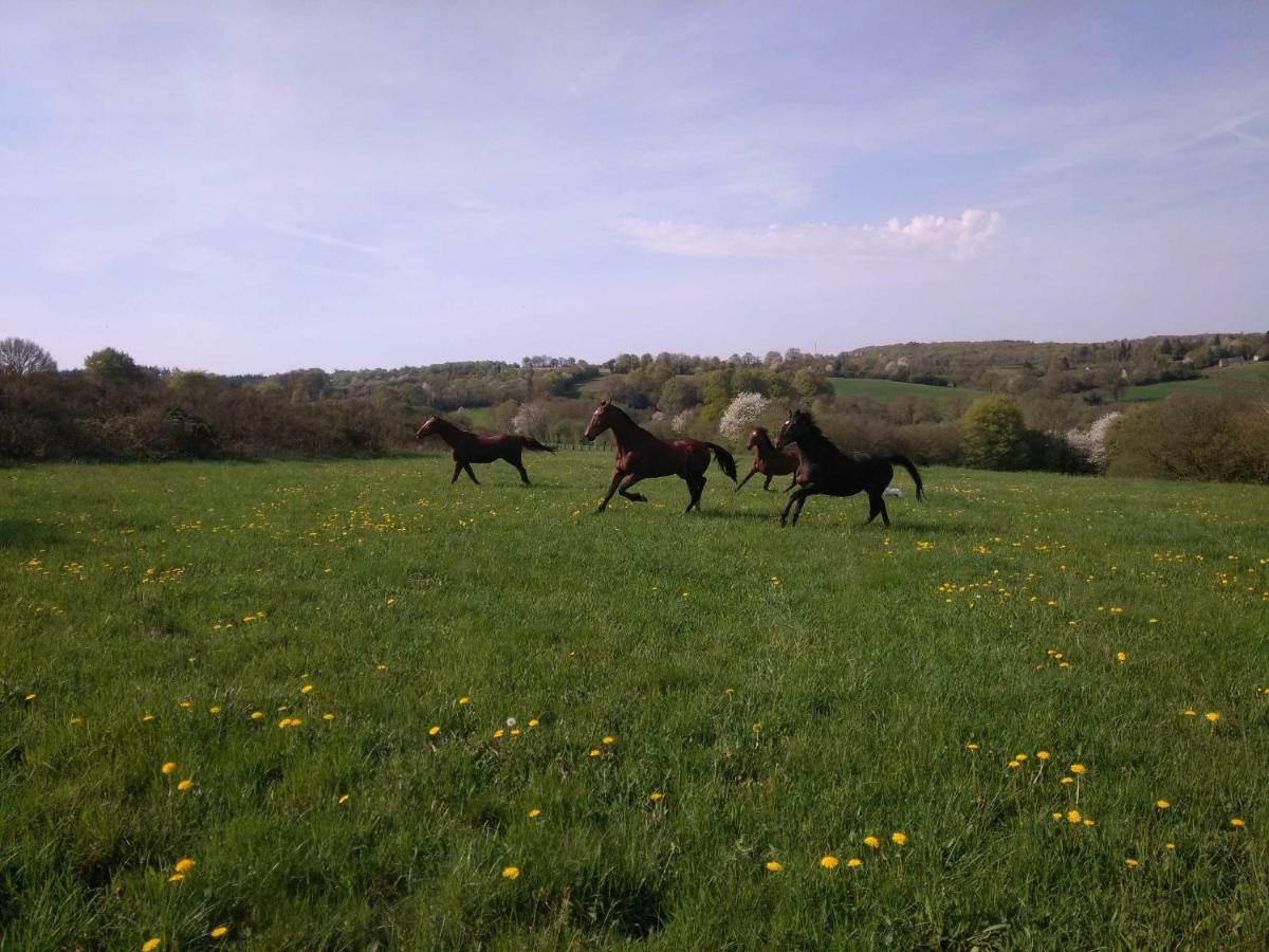 Haras De La Croix D'Argent Panzió Saint-Sauveur-de-Carrouges Kültér fotó