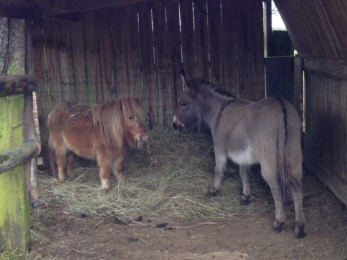Haras De La Croix D'Argent Panzió Saint-Sauveur-de-Carrouges Kültér fotó